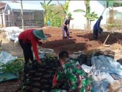 Wujudkan Ketahanan Pangan, Babinsa Koramil Kendal Bantu Petani Meyemai Bibit Cabai