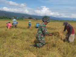 Perkuat Ketahanan Pangan, Babinsa Koramil 1307-11/Pamona Selatan Bantu Petani Panen Padi