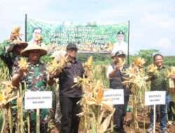 Dandim Ngawi Bersama ForkopimdaPanen Raya Jagung Di Wilayah Khusus LMDH Wono Sedyo Mulyo
