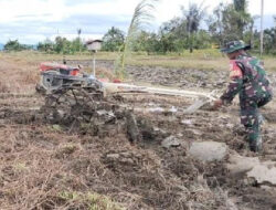 Babinsa Koramil 1307-11/Pamona Selatan, Sertu Iskandar Bantu Petani Mengolah Lahan Persawahan