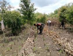 Babinsa Juwangi Dampingi Petani Tingkatkan Swasembada Pangan