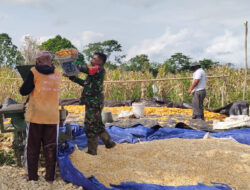 Lakukan Pendampingan, Babinsa Koramil 1307-11/ Pamona Selatan Bantu Warga Merontokan Jagung