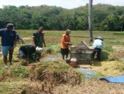 Bentuk Dukungan Babinsa Tingkatkan Ketahanan Pangan Wilayah