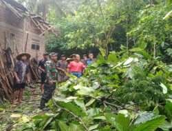 Babinsa Pringapus Bersinergi dengan TRC BPDB dan Warga Gotong Royong Atasi Pohon Tumbang