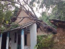 Gerak cepat, Babinsa Bantu Evakuasi Pohon Tumbang