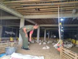 Babinsa Sambangi Peternak Ayam di Wilayah Binaan, Pastikan Harga Terjangkau