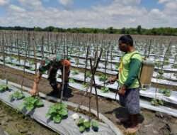 Kembangkan Pertanian Holtikultura, Babinsa Karangjati Ajak Warganya Bertani Melon