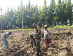 Ini Salah Cara Babinsa Koramil 01/Ngawi Dukung Ketahanan Pangan