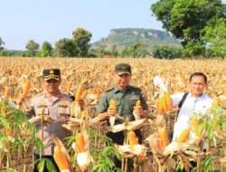 Dukung Produksi Pangan, Satgas Pangan Polri Dampingi Dirjen Tanaman Pangan Kementan Panen di Tuban