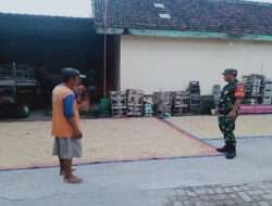Pantau Hasil Panen, Babinsa Karangjati Sambangi Petani Padi