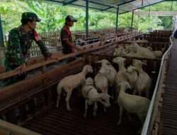 Sukseskan Ketahanan Pangan Nasional, Babinsa Kodim 0802/Ponorogo Lakukan Pendampingan para Petani dan Peternak