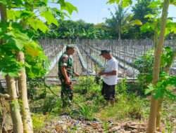Beri Motivasi, Babinsa Koramil Karangjati Berikan Pendampingan Petani Cabe