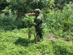 Yakinkan Tumbuh Subur, Babinsa Kelurahan Joyotakan Cek Tanaman di Bantaran Sungai Jenes
