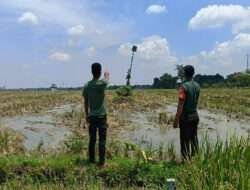 Cegah Hama Tikus, Babinsa Karangjati Bersama Warga Pasang Rumah Burung Hantu di Persawahan