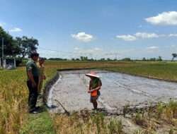 Babinsa Koramil 14 Bringin Bantu Petani Siapkan Lahan Penyemaian Bibit Padi