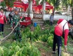 Gandeng DLH, Babinsa Kelurahan Nusukan Laksanakan Kerja Bhakti Perempelan Ranting dan Dahan Pohon