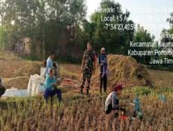 Babinsa Kodim 0802/Ponorogo Dampingi Petani Panen Padi