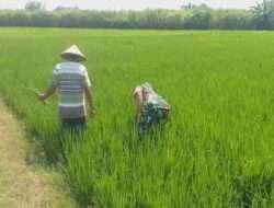 Upsus, Babinsa Dampingi Petani Penyiangan Tanaman Padi
