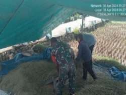 Musim Panen, Babinsa Kodim 0802/Ponorogo Dampingi dan Bantu para Petani Panen Padi