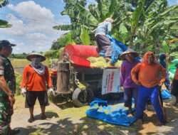 Babinsa dan Petani Garda Terdepan Wujudkan Ketahanan Pangandi Wilayah