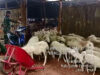 Babinsa Kodim 0802/Ponorogo Pendampingan Terhadap Prajurit Yang Sukses Ternak Domba 450 Ekor