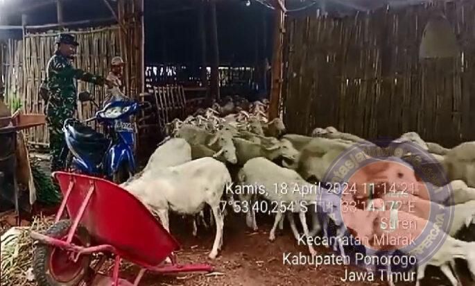 Babinsa Kodim 0802/Ponorogo Pendampingan Terhadap Prajurit Yang Sukses Ternak Domba 450 Ekor