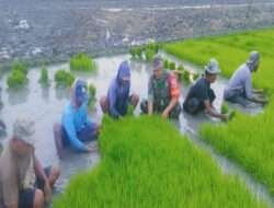 Optimalisasi Ketahanan Pangan, Babinsa Aktif Berperan dalam Meningkatkan produksi Pertanian Padi