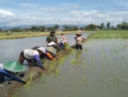 Sukseskan Ketahanan Pangan Babinsa Kodim 0802/Ponorogo Aktif Lakukan Pendampingan Petani