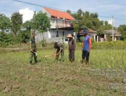 Sukseskan Ketahanan Pangan, Anggota Kodim 0802/Ponorogo Turut Pendampingan Petani Jagung