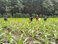 Babinsa Posramil Pitu Kompak Bantu Warganya Memelihara Tanaman Jagung di Ladang