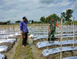 Kembangkan Pertanian Holtikultura, Babinsa Karangjati Ajak Warganya Bertani Melon