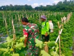 Peduli Dengan Petani Holtikultura, Babinsa Motivasi Petani Melon