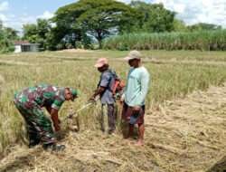 Dukung Ketahanan Pangan, Babinsa Posramil Gerih Dampingi Petani di Wilayah Binaannya