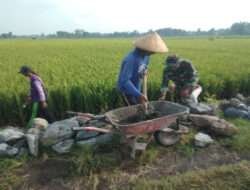 Bersama Warga, Babinsa Gotong Royong Bangun Talud Irigasi