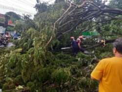 Gerak Cepat Dan Tanggap, Babinsa Kelurahan Jebres Bantu Evakuasi Pohon Tumbang