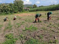 Babinsa Kodim 0802/Ponorogo Pendampingan Petani Pemupukan Tanaman Jagung