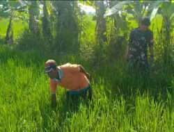 Dukung Hanpangan Babinsa Bantu Bersihkan Gulma Milik Petani