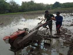 Babinsa Koramil 04 Padas Dampingi Petani Untuk Meningkatkan Ketahanan Pangan