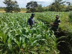Pendampingan Petani Jagung, Babinsa Kodim 0802/Ponorogo Wujudkan Mandiri Pangan di wilayah Desa Binaan
