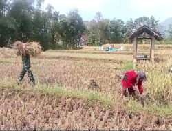 Babinsa Koramil Jogorogo Bantu Petani Panen Padi
