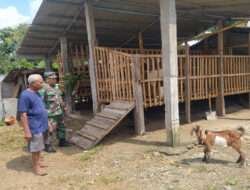 Komsos Babinsa Motivasi Peternak, Dukung peningkatan Kesejahteraan Masyarakat