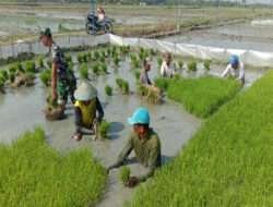 Babinsa Karangjati Bantu Petani di Wilayah, Untuk Meningkatkan Kesejahteraan Masyarakat Binaannya