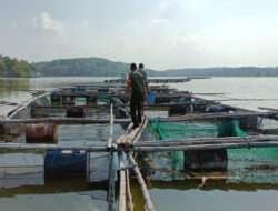 Beri Motivasi Budidaya Ikan Air Tawar, Babinsa Bringin Bantu Warga Kelola Keramba Perikanan