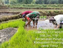 Dukung Mandiri Pangan, Babinsa Kodim 0802/Ponorogo Aktif Lakukan Pendampingan Para Petani
