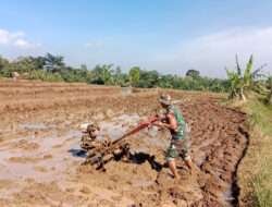 Babinsa Koramil Sine Bantu Petani Bajak Sawah di Wilayah Binaannya