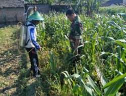 Pendampingan Petani Jagung, Upaya Babinsa Kodim 0802/Ponorogo Tingkatkan Produksi Pangan