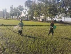 Wujudkan Ketahanan Pangan, Babinsa Koramil 0805/04 Padas Dampingi Pertanian di Wilayahnya