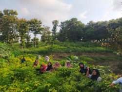 Memanfaatkan lahan Pinggiran desa, Team Penggerak PKK Desa Prupuh Mulai Memetik Hasilnya