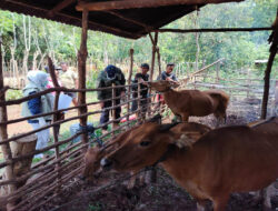 Jelang Idul Adha 1445 H, Hewan Kurban Sultra Stoknya Mencukupi