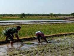 Wujudkan Swasembada Pangan, Babinsa Posramil Gerih Bantu Petani Tanam Padi